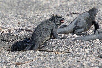 Galapagos Meerechse Galapagos Island