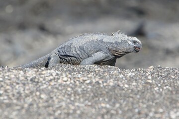 Galapagos Meerechse Galapagos Island
