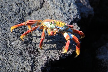 galapagos sally lightfoot krabbe - galapagos island rote felsenkrabbe