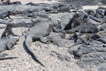 Galapagos Meerechse Galapagos Island