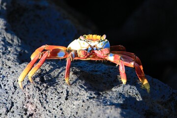 galapagos sally lightfoot krabbe - galapagos island rote felsenkrabbe