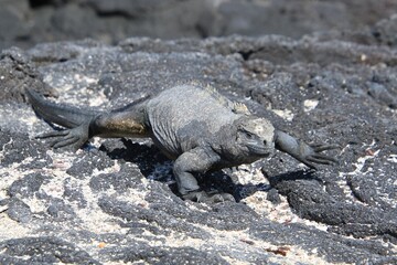 Galapagos Meerechse Galapagos Island