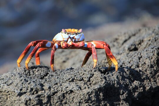 Galapagos sally lightfoot krabbe - galapagos island rote felsenkrabbe