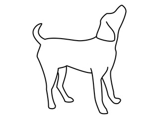 エサを欲しがり上を向くラブラドールレトリーバーのシルエット（白）