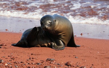 Obraz premium Seelöwe Galapagos Island