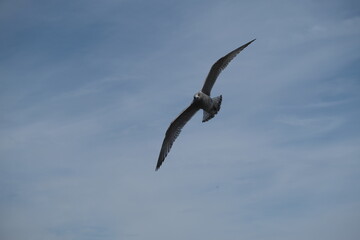 Seagull flying