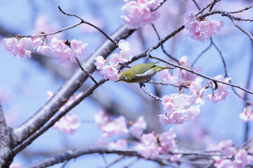 可愛い桜の花とメジロ