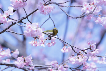 可愛い桜の花とメジロ