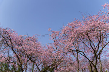 早咲きで綺麗な桜
