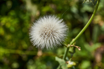 Thistle (lat. Sonchus arvensis) on a garden plot. Thistle seeds are ready to scatter in the wind.