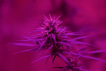 tangerine cannabis bud under purple light