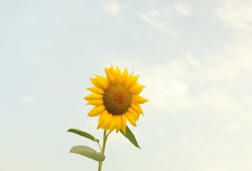 Obraz premium Sunflower, blue sky, sunny day in the field