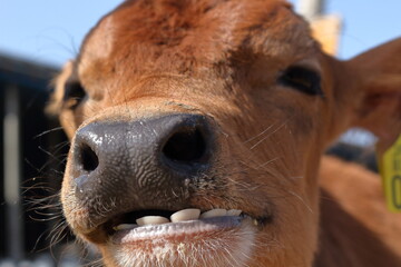 愛嬌のある子牛 © So Takinoiri