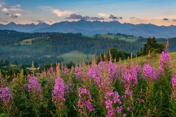 Fototapeta premium Blooming chamaenerion angustifolium or Epilobium angustifolium or fireweed or willowherb against Tatra mountains in summer. Pink purple flower blooming in the front. Field of flowers behind.