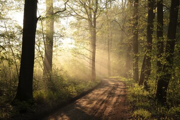 Country road through the forest on a foggy spring morning - 580049394