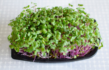 Sprouts of radish in plastic seedling box. Fresh microgreens	