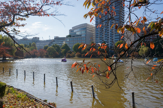 秋の紅葉と水面のボート(不忍池)