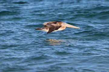 Fototapeta na wymiar pelicans in the water at tecolote Mexico
