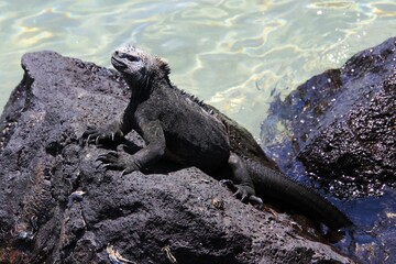 Iguana auf Galapagos Island