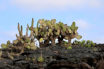 Kakteenlandschaft Galapagos Island