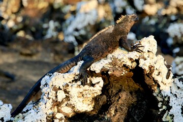 Iguana auf Galapagos Island
