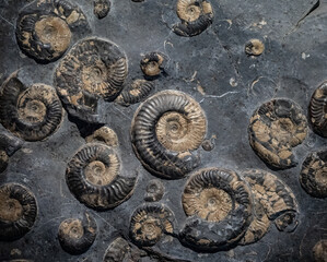Fossil of Ammonite in the stone.