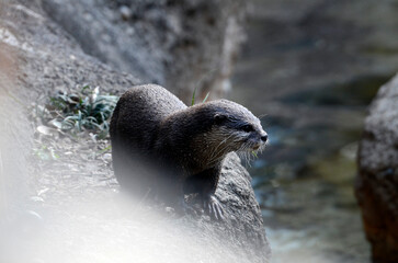 カワウソ