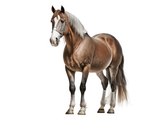 Obraz na płótnie Canvas Horse isolated on white, transparent background, PNG, generative ai