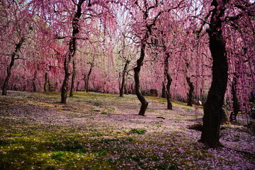 日本の春、梅と椿