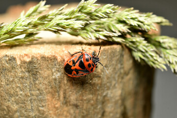 The picture shows a red stink bug sitting on a log.