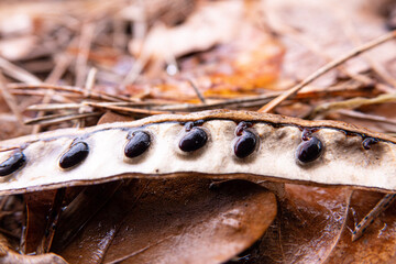 close up of seeds