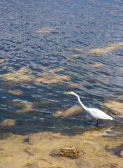 Great White Egret Fishing off Clearwater Beach, Florida