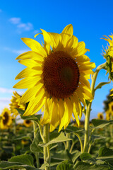 sunflower on a field