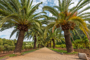 Fototapeta na wymiar Scenic view of footpath to beach bordered by huge palm trees in Saint Tropez bay area at La Croix Valmer