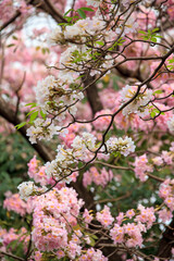 Tabebuia rosea is a Pink Flower neotropical tree and blue sky. common name Pink trumpet tree, Pink poui, Pink tecoma, Rosy trumpet tree