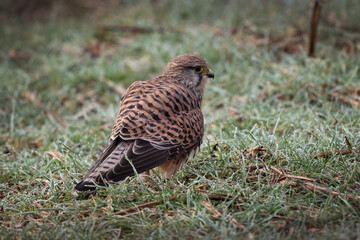 Female Common Kestrel on the ground