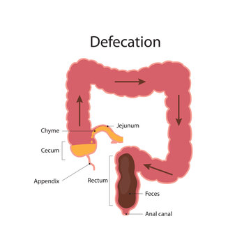 Defecation. Excretory system
