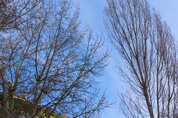 trees in the sky
