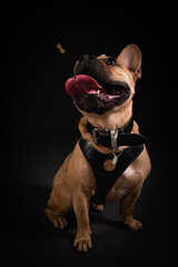 Französische Bulldogge streckt die Zunge raus. Lustiges Hundefoto