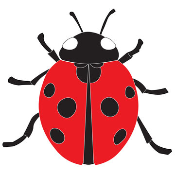 Ladybird or Ladybug