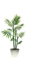 Bamboo Palm : JIN_P.