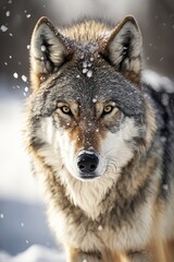 Photograph of a wolf in snow, film photography.