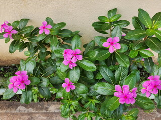 Cayenne Jasmine or Catharanthus The roseus has pink flowers with 5 petals and dark green lance-shaped leaves planted next to the wall. Madagascar periwinkle is a popular herbaceous plant grown 
