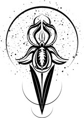 Vector illustration of iris for tattoo, graphic drawing.