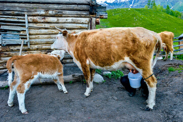 Tuva people in Kanas Lake are milking cows - obrazy, fototapety, plakaty