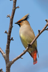 未だ咲いていない桜の木にとまるヒレンジャク