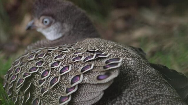 Burmese Grey Peacock Pheasant. Polyplectron bicalcaratum bicalcaratum living on the ground in nature. 