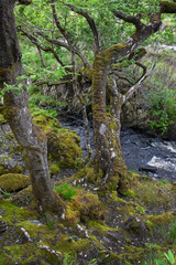 Stram and ferns. Killarney. Streaming water. Ireland. Westcoast. Ring of Kerry. 