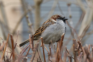 Male House Sparrow (Passer domesticus) sitting on branches in Zurich, Switzerland