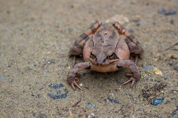 toad